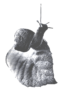 SnailsAsFood-01.gif SnailsAsFood-01.gif